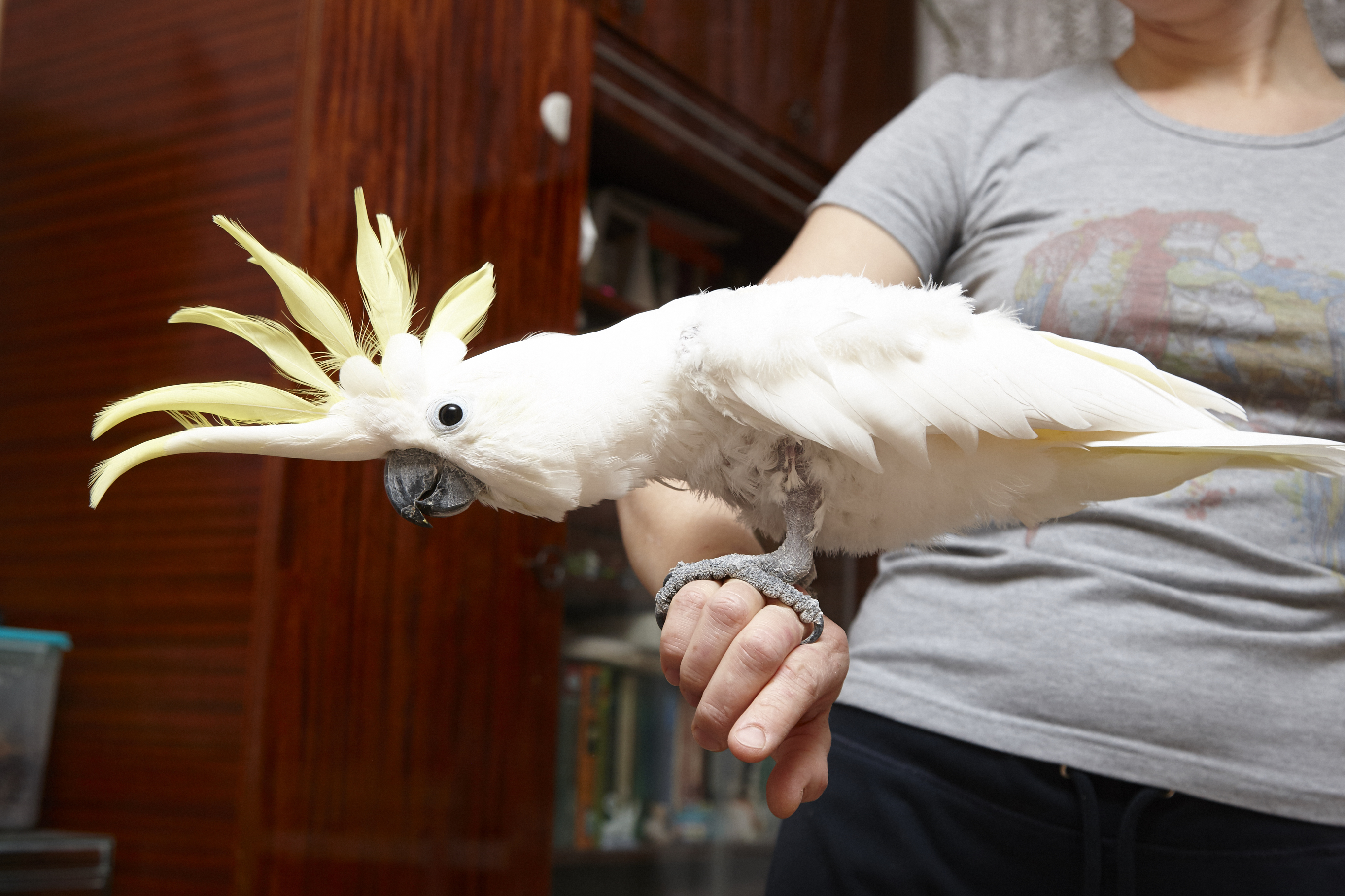 Порно жалау шашты киска